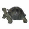 Tortoise Statue - So Proud