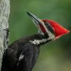 Pileated Woodpecker 16x20 Photo