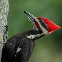 Pileated Woodpecker 16x20 Photo