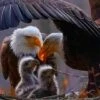 Two New Babies, Bald Eagle Family - 16 X 20" Photo