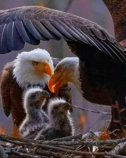 Two New Babies, Bald Eagle Family - 16 X 20" Photo