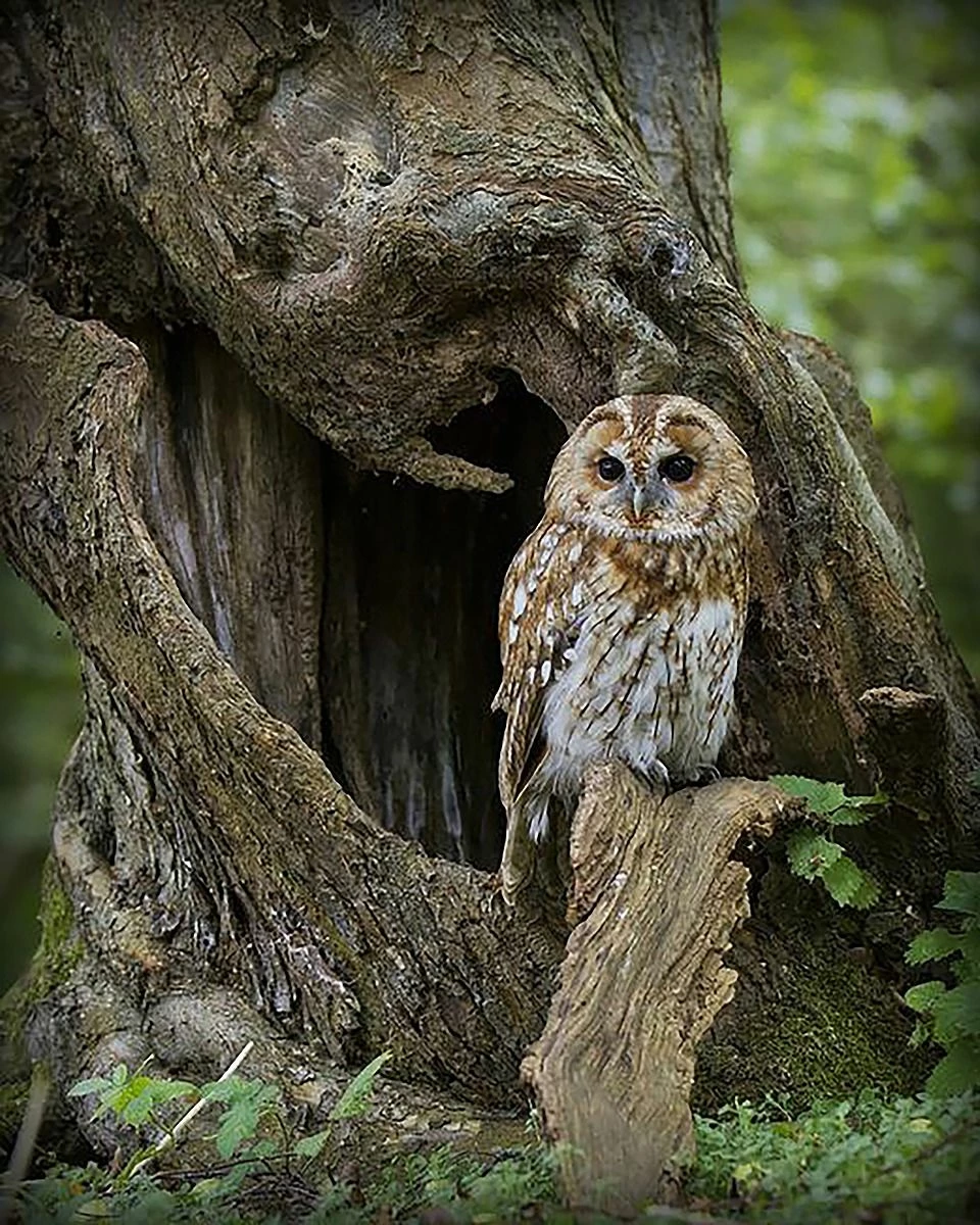 Barred Owl - 16 X 20" Photo Is A "10" 2 Barred Owl - 16 X 20" Photo Is A "10" - Image 2