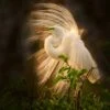 Glorious Great Egret In Full Plumage 16 X 20" Photo