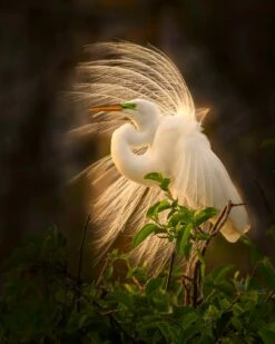 Glorious Great Egret In Full Plumage 16 X 20" Photo