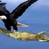 Eagle Carrying Crocodile - Really? 16x20" Photo