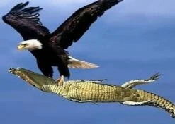 Eagle Carrying Crocodile - Really? 16x20" Photo