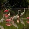Idealic Bird Scene In Florida - EXCLUSIVE 16 X 20" Photo