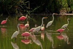 Idealic Bird Scene In Florida - EXCLUSIVE 16 X 20" Photo