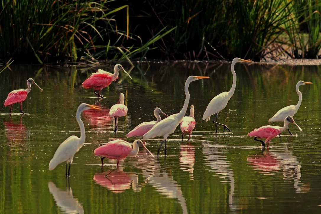 Idealic Bird Scene In Florida - EXCLUSIVE 16 X 20" Photo 1 Idealic Bird Scene In Florida - EXCLUSIVE 16 X 20" Photo