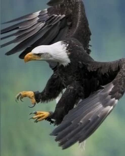 Eagle - ATTACK! 16 X 20" Photo Art