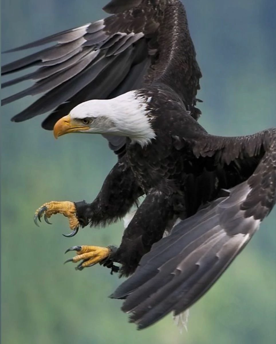 Eagle - ATTACK! 16 X 20" Photo Art 1 Eagle - ATTACK! 16 X 20" Photo Art
