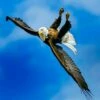 Bald Eagle - Upside Down 16x20" Photo