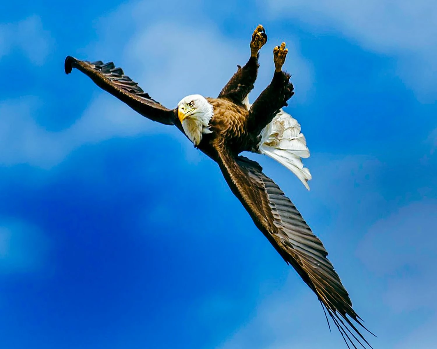 Bald Eagle - Upside Down 16x20" Photo 1 Bald Eagle - Upside Down 16x20" Photo