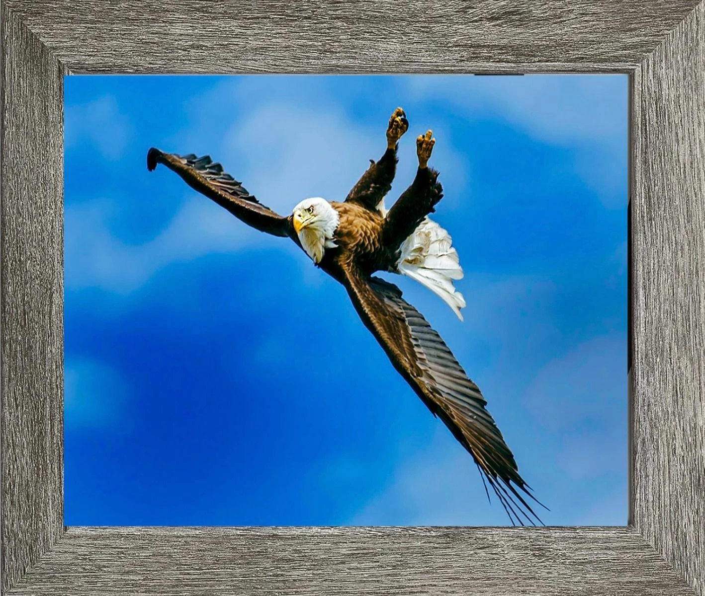 Bald Eagle - Upside Down 16x20" Photo 2 Bald Eagle - Upside Down 16x20" Photo - Image 2