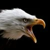Listen To ME! Bald Eagle Mouth A Gap - 16 X 20" Photo Art