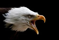 Listen To ME! Bald Eagle Mouth A Gap - 16 X 20" Photo Art