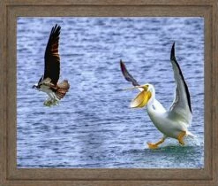 Pelican - Where's My Dinner? 16x20" Photo Art -Gift Sales 2024 rm68 framed