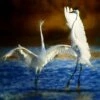 Egret Mating Dance Art 16x20" Photo