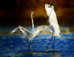 Egret Mating Dance Art 16x20" Photo