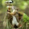 Friends? Chickadee And Squirrel 16x20" Photo Art