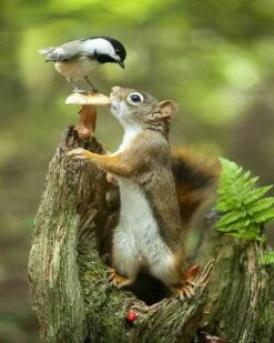 Friends? Chickadee And Squirrel 16x20" Photo Art