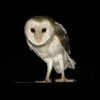 Barn Owl - Simply Gorgeous 16x20" Photo Art