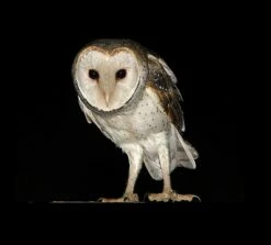 Barn Owl - Simply Gorgeous 16x20" Photo Art