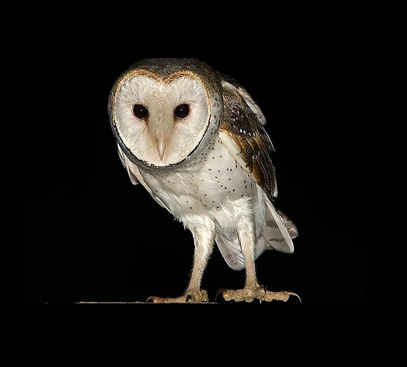 Barn Owl - Simply Gorgeous 16x20" Photo Art 1 Barn Owl - Simply Gorgeous 16x20" Photo Art