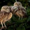 Whimsical Burrowing Owls 16 X 20" Photo Art