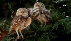 Whimsical Burrowing Owls 16 X 20" Photo Art