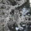 Grey Owl Looking Good Photo Art 16 X 20"