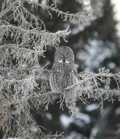 Grey Owl Looking Good Photo Art 16 X 20"