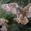 Great Horned Owl In Action Photo Art -16 X 20"