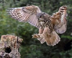 Great Horned Owl In Action Photo Art -16 X 20"