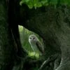 Barn Owl - I See You! Photo 16 X 20"