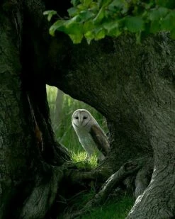 Barn Owl - I See You! Photo 16 X 20"
