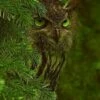 Great Horned Owl - Green Eyes 16 X 20" Photo Art