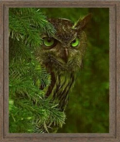 Great Horned Owl - Green Eyes 16 X 20" Photo Art -Gift Sales 2024 rm78framed