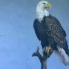 Bald Eagle - Symbol Of Freedom Photo - 16 X 20"