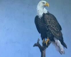 Bald Eagle - Symbol Of Freedom Photo - 16 X 20"