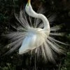 Great Egret In All Its Glory 16 X 20" Photo Art