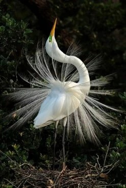 Great Egret In All Its Glory 16 X 20" Photo Art