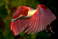 Rosette Spoonbill - What A Bill! 16 X 20" Photo Art