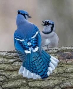 Talking Blue Jays - Bird Art 16 X 20"