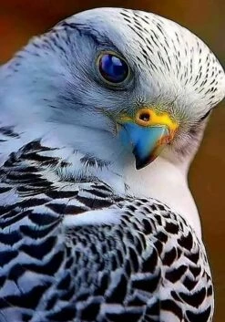 Peregrin Falcon 16 X 20" Close-up Art