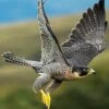 Peregrin Falcon - The Fastest Animal 16 X 20"