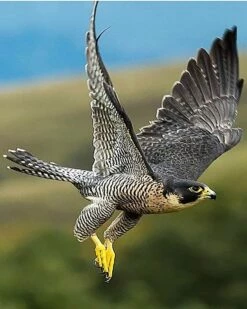 Peregrin Falcon - The Fastest Animal 16 X 20"