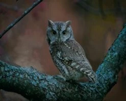 Great Horned Owl - Matches Background - 16 X 20" Photo
