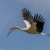 Wood Stork With Nesting Material - 20 X 16" Photo Art