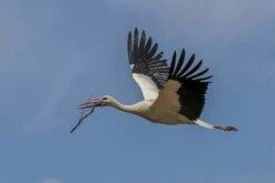 Wood Stork With Nesting Material - 20 X 16" Photo Art